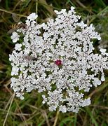 Image result for Wild Vines with White Flowers
