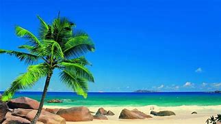 Image result for Palm Beach Wallpaper