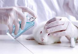 Image result for Makeup Testing On Animals