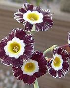 Image result for Primula allionii x auricula Old Red Dusty Miller