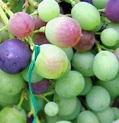 Image result for Sour Grapes