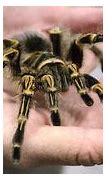 Image result for Hercules Spider