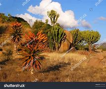 Image result for Vegetation in South Africa