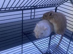 Image result for A Baby Gerbil