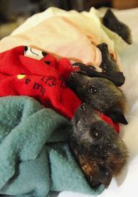 Image result for Cutest Bat