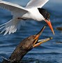 Image result for Bird Catching Fish