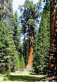 Image result for What Is the Biggest Tree in the World