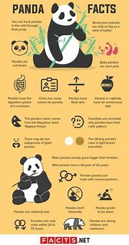 Image result for Giant Panda Fact Sheet