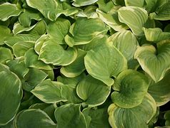 Image result for Hosta Fragrant Bouquet