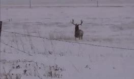 Image result for Deer Shedding
