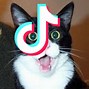 Image result for Shocked Cat Meme Tik Tok
