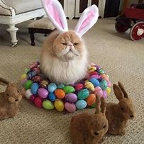 Image result for Simon's Cat Easter
