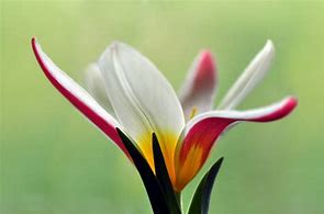 Image result for Tulipa clusiana var. stellata