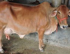 Image result for Cattle Starve Kenya