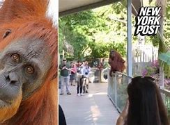 Image result for zoo cages escapes