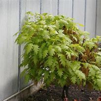 Image result for Quercus rubra Haaren