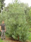 Image result for Pinus wallichiana