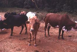 Image result for Kenya cattle rustlers