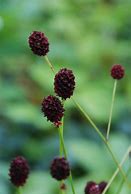 Image result for Sanguisorba officinalis Tanna