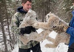 Image result for Trapping in Alaska