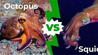 Image result for Difference Between an Octopus and a Cat