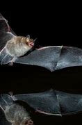 Image result for Desert Bat Flying