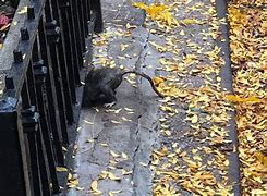 Image result for New York Goofy Rats