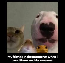 Image result for Animal Looking at Phone Camera Memes