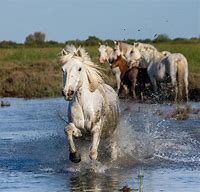 Image result for Camargue Horse Breed