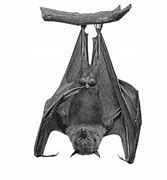 Image result for Upside Down Bat
