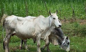 Image result for Cattle Farming in Kenya