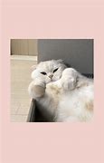 Image result for Aesthetic Background for PowerPoint Cat