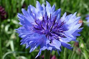 Image result for German National Flower