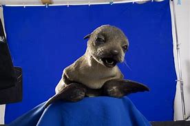 Image result for Happy Seal Meme