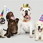 Image result for Dog Birthday Ex Large Dog