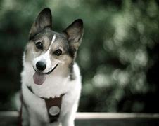 Image result for Cool Dogs 1080 1080