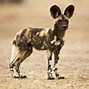 Image result for African Wild Dog Zoo Habitat