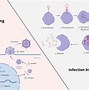 Image result for Systemic Viral Infection