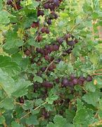 Image result for Ribes uva-crispa Black Velvet