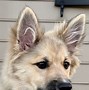 Image result for Icelandic Sheepdog Puppies