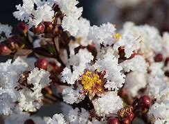 Image result for Lagerstroemia indica Pure White