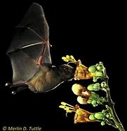 Image result for Halloween Bat Species