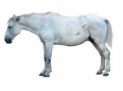 Image result for White Horse Head PNG