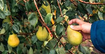 Image result for Pick Pears