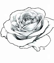 Image result for Classic Rose Outline