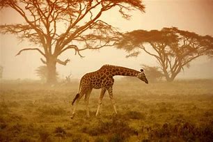 Image result for African Safari Pics