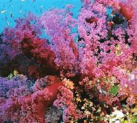 Image result for iPhone XR Coral Wallpaper