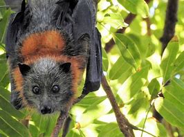 Image result for A Fruit Bat