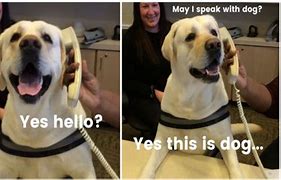 Image result for Dog On Phone Meme