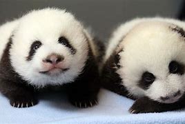 Image result for Adorable Pandas